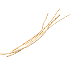 メンズ脱毛の肌ケアに「クワトロボタニコ」の植物エキス④　チガヤ根エキス